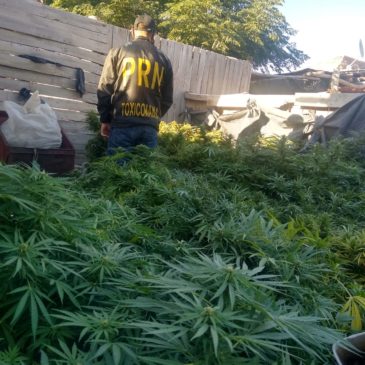 Exitosos procedimientos en Regina y Chichinales para incautar una importante cantidad de plantas de marihuana