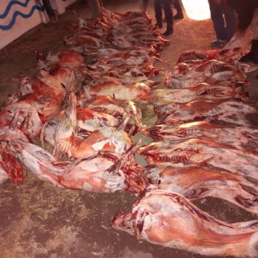 Policía secuestró 37 ovinos que eran transportados sin refrigeración