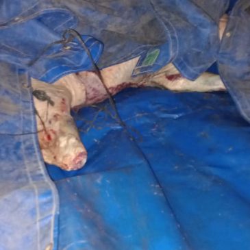 Policía decomisó carne vacuna faenada que era transportada de forma irregular