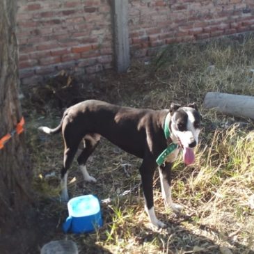 Otro perro fue rescatado por maltrato animal en Luis Beltrán