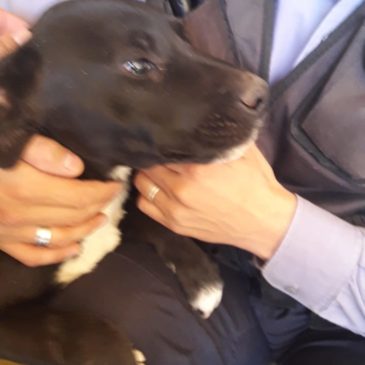 Fernández Oro: un perro maltrato por su dueño fue rescatado por la Policía