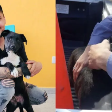 Fernández Oro: el perro maltratado fue adoptado por uno de los policías que lo rescató