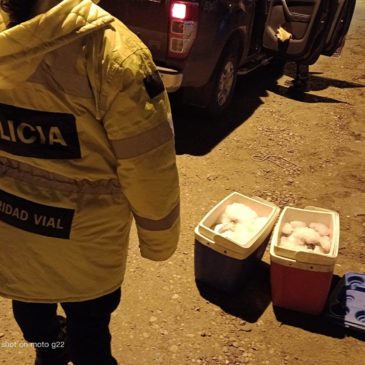 Secuestran truchas de criadero que eran transportadas sin autorización