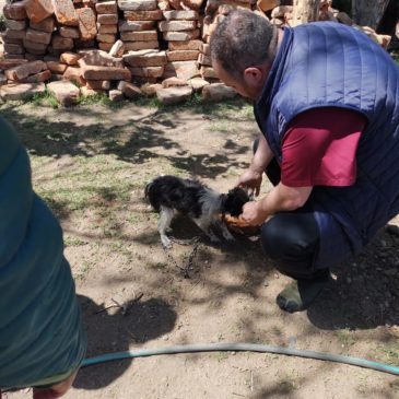 Paso Córdoba: la Policía rescató a un perro que sufría maltrato animal