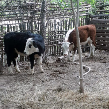 Cervantes: Policía recuperó tres animales sustraídos de un campo