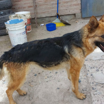 Cipolletti: la Policía rescató una perra que se encontraba en malas condiciones