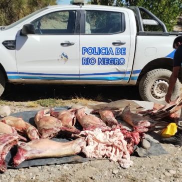 Bariloche:  policía secuestró una docena de caprinos faenados irregularmente