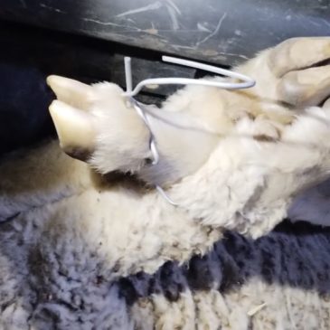 Vecinos de Bariloche sorprendidos cuando transportaban animales vivos maneados