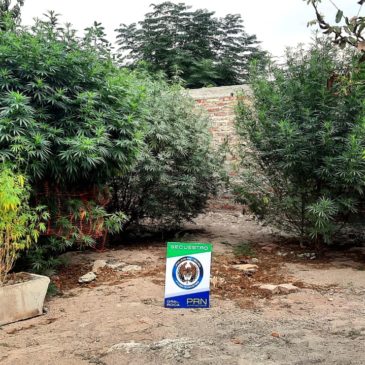 La Policía secuestró un auto y plantas de marihuana en un allanamiento en Roca