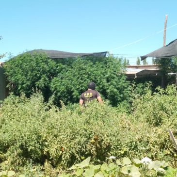 Policía secuestró gran cantidad de plantas de marihuana en Allen