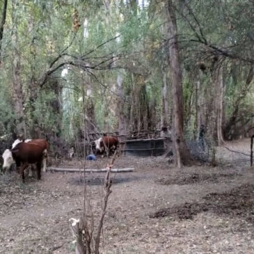 Mosconi: Policía recuperó tres animales sustraídos de un campo