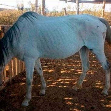 Recuperan un caballo que había sido robado en barrio Mosconi