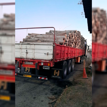 Chichinales: se decomisaron 30 toneladas de madera transportada de manera irregular