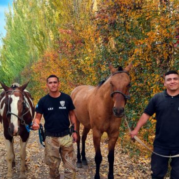 Se pusieron a resguardo dos caballos que estaban sueltos en Fernández Oro
