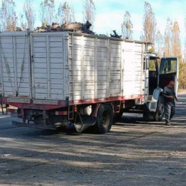 General Roca: se decomisaron 8 toneladas de madera transportada de manera irregular