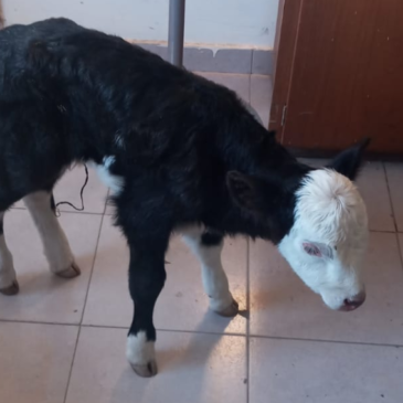 Fue recuperado un ternero que robaron tres jóvenes