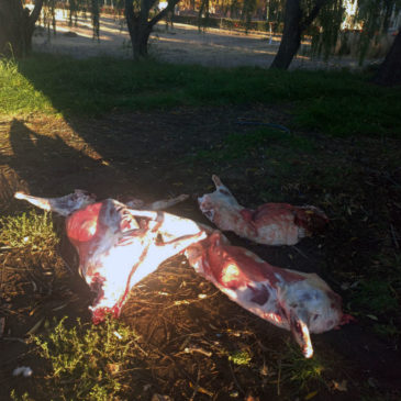 Pomona: Policía secuestró carne que era transportada de manera ilegal