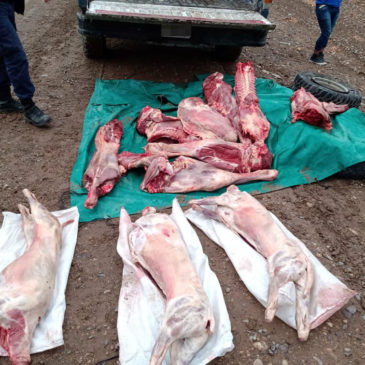Se decomisaron alrededor de 400 kilos de carne en El Cuy