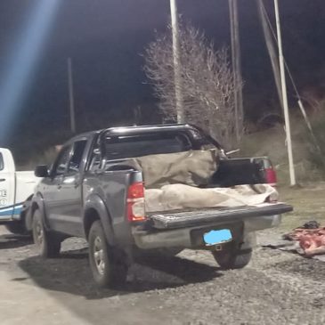 Bariloche: Seguridad Vial decomisó un ternero faenado y transportado ilegalmente