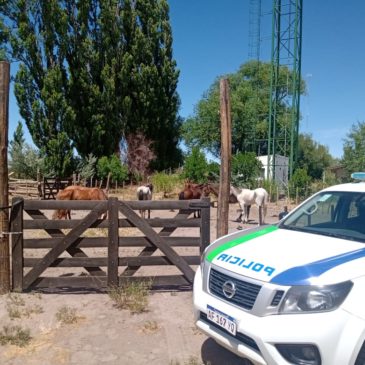 El Cuy: la Policía retuvo un camión que transportaba caballos de manera ilegal