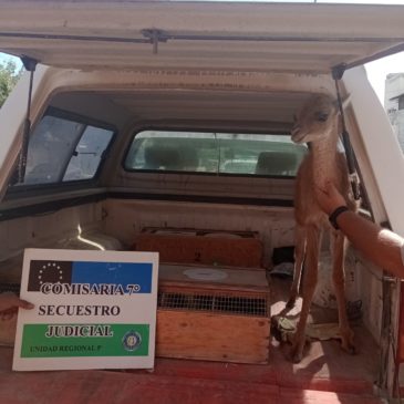 Cinco Saltos: Policía secuestró aves silvestres y un guanaco que se encontraba en cautiverio