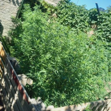 Policía secuestró plantas de marihuana, armas de fuego y detuvo a cuatro personas en un allanamiento en Roca