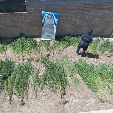 Policía secuestró más de 70 de plantas de marihuana en Choele Choel