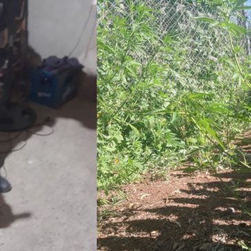 Allanamiento en Cordero: secuestran un arma de fuego y plantas de marihuana