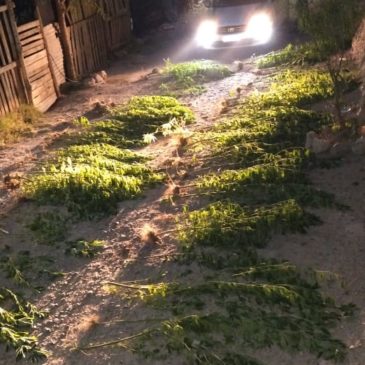 La Policía de Río Negro secuestró más de 100 plantas de marihuana en Villa Regina