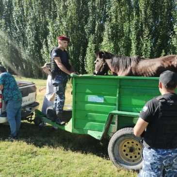Policía rescató a un caballo que se encontraba en estado de abandono en Fernández Oro
