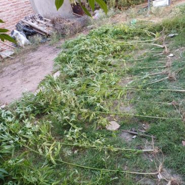 Allanamiento en Catriel: la Policía de Río Negro secuestró plantas de marihuana