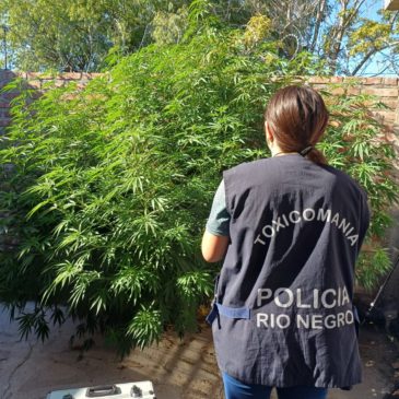 Allanamientos en General Roca: Policía secuestró plantas de marihuana