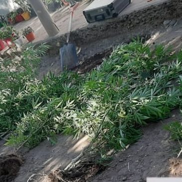 Incautaron plantas de marihuana en Barda del Medio