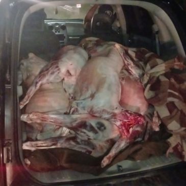 2500 kilos de carne fueron decomisados por el Cuerpo de Seguridad Vial de Río Colorado