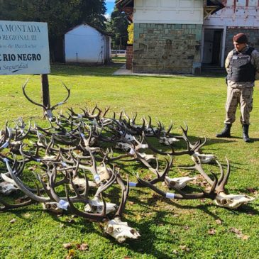 Policía desbarató una banda que se dedicaba a cazar ciervos utilizando documentación adulterada