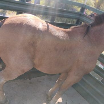 La Policía secuestró un caballo que suele deambular por las calles de Fernández Oro