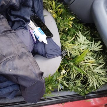 Policía encontró tres plantas de marihuana en el interior de un auto