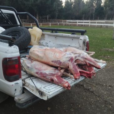 Brigada Rural de la Zona Andina detectó un cargamento ilegal de corderos procedente de la Línea Sur