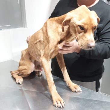 La Policía rescató un perro víctima del maltrato animal