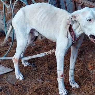 La Policía rescató un perro Dogo víctima del maltrato animal