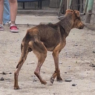 Un perro que sufría maltrato fue rescatado por la Policía