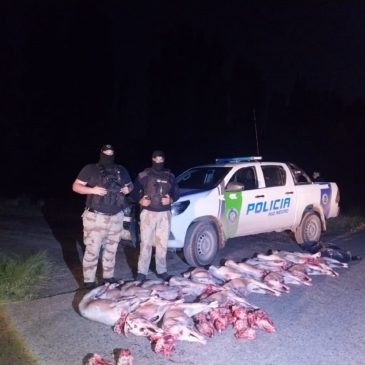 Faena clandestina: la Brigada Rural de Viedma secuestró 20 corderos faenados