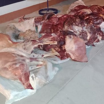 Roca: la Policía decomisó 200 kilos de carne faenada