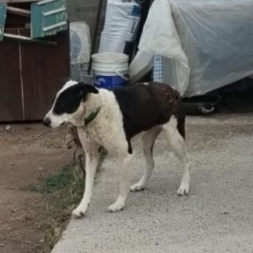 La Policía rescató a un perro que sufría maltrato animal en Viedma