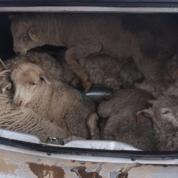 Intensos operativos rurales en la Zona Andina: secuestran más de 140 kilos de carne y animales en pie