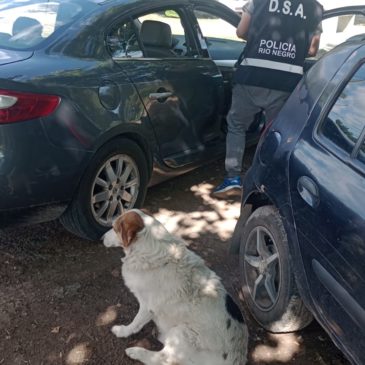 Rio Colorado: en control vehicular encontraron auto con documentación falsificada