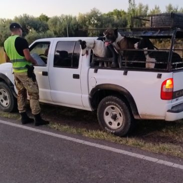 Conesa: tres actas por infracciones y decomiso de jabalí por caza furtiva