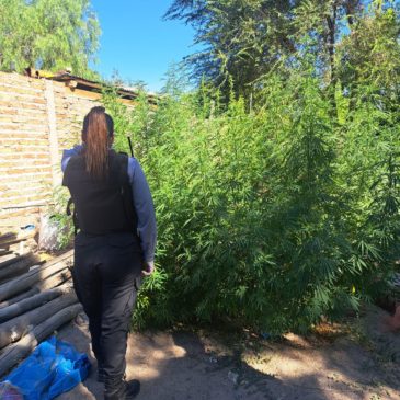 Policía secuestró nueve plantas de marihuana en un allanamiento por abuso de armas y amenazas