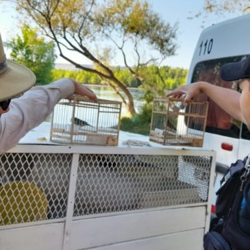 Policía recuperó aves capturadas ilegalmente en General Roca