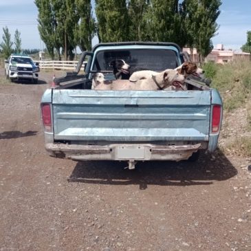 General Conesa: labran infracciones a un conductor por llevar perros para cazar